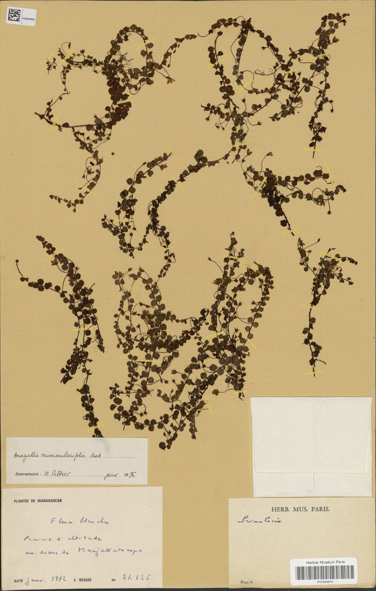 Lysimachia nummulariifolia — search result for 'Lysimachia'