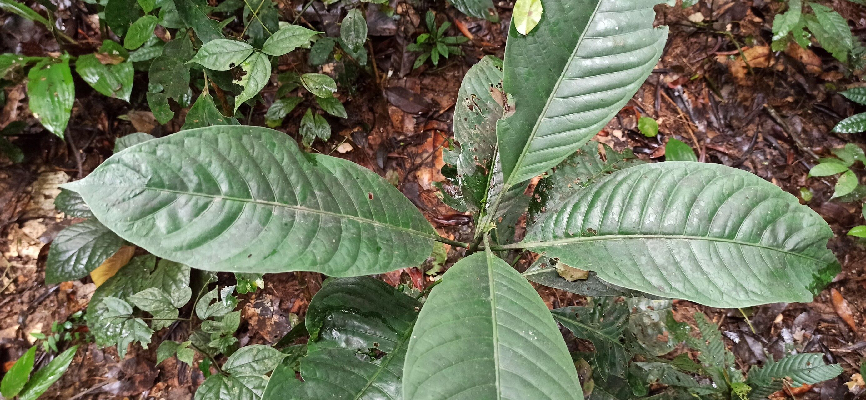 Psychotria lucens — houseplant care guide