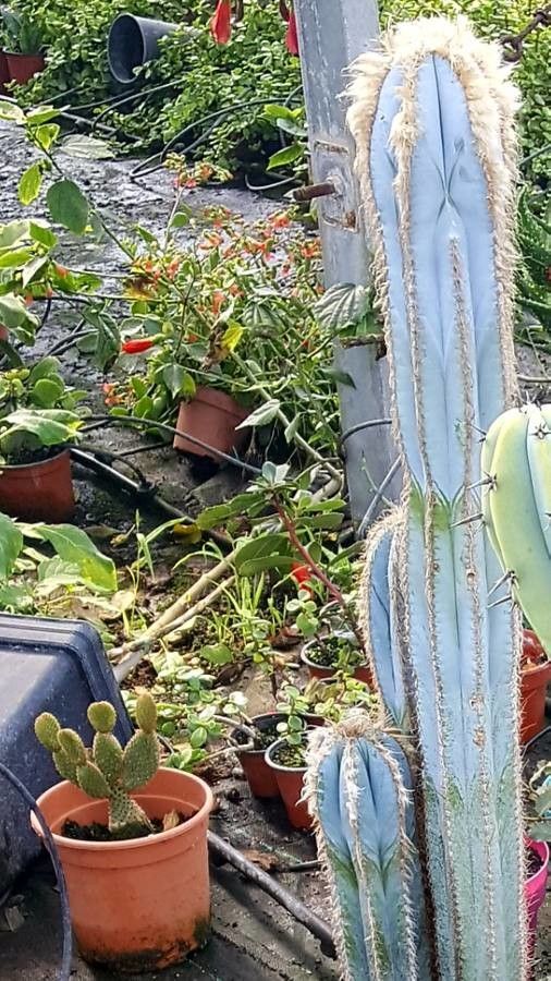 Pilosocereus lanuginosus leaf