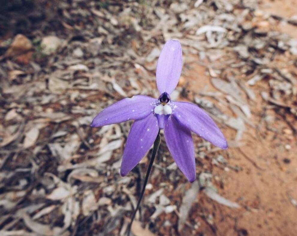 Cyanicula gemmata flower