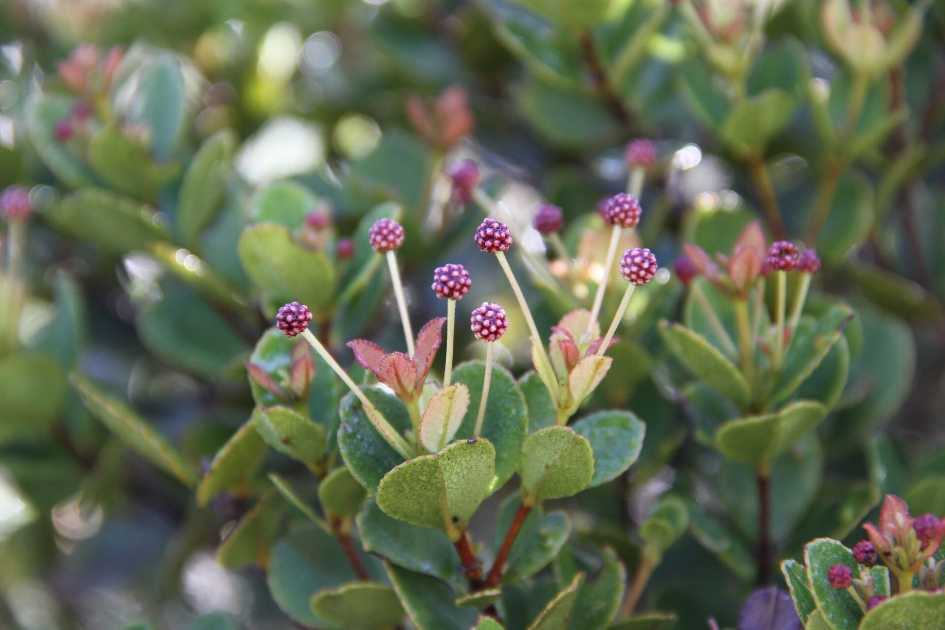 Pancheria engleriana — houseplant care guide