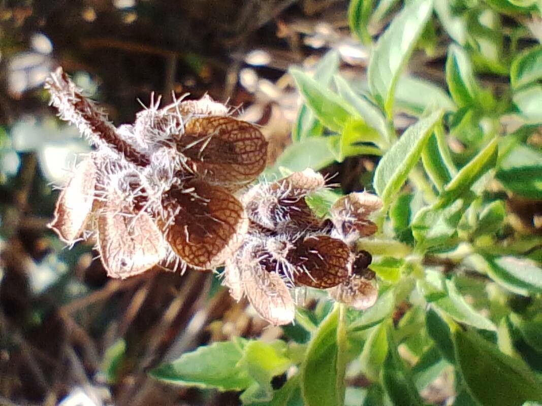 Barleria argentea fruit