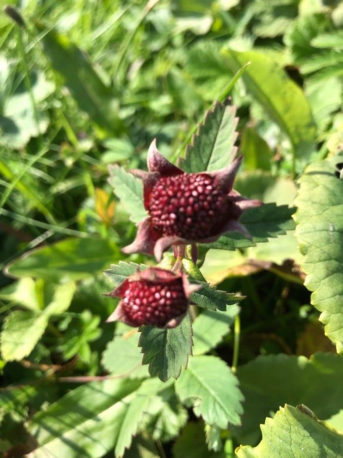 Comarum palustre fruit