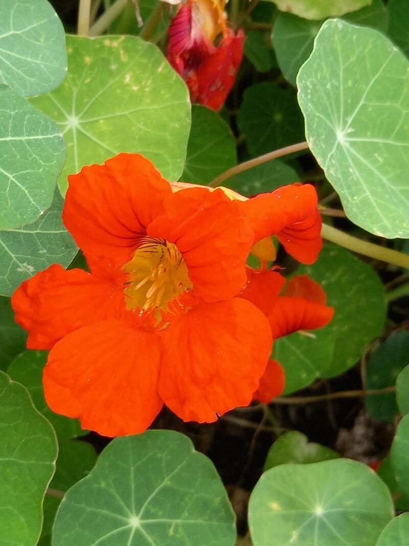 Tropaeolum peltophorum flower
