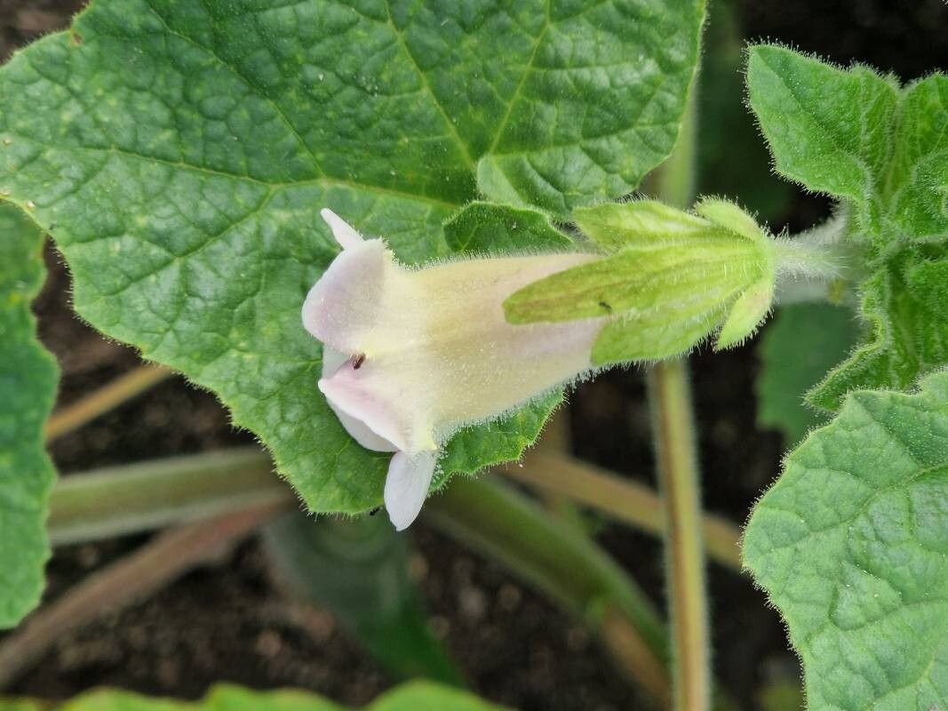 Proboscidea parviflora flower