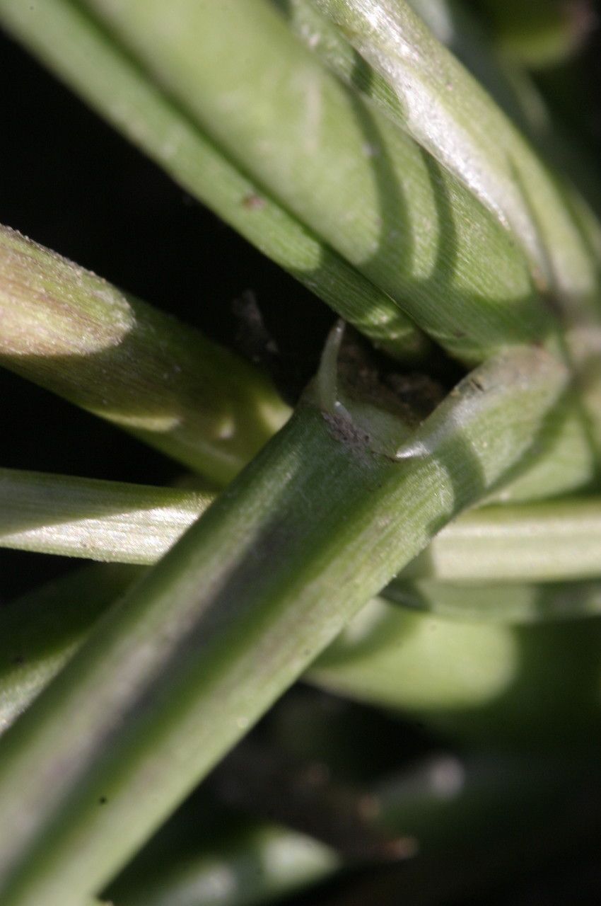 Triglochin barrelieri bark