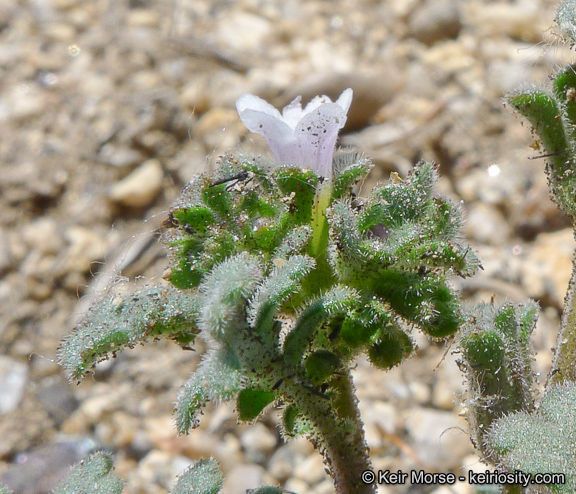 Phacelia affinis flower