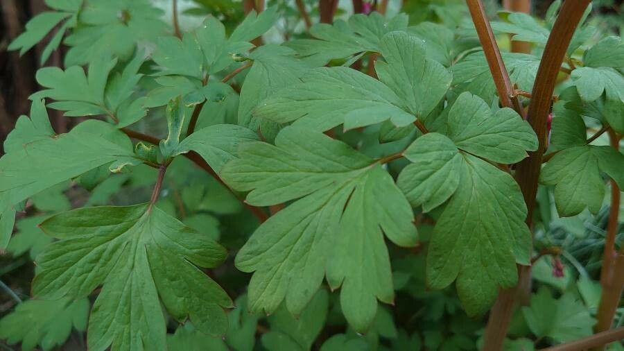 Dicentra spectabilis