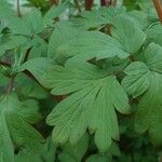 Dicentra spectabilis