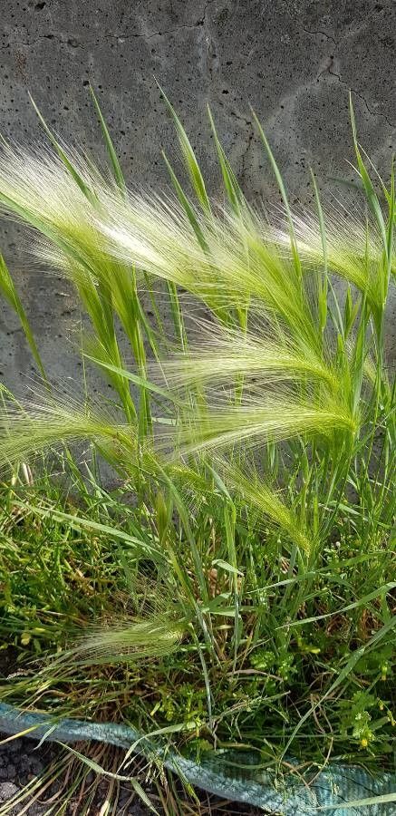 Hordeum jubatum fruit