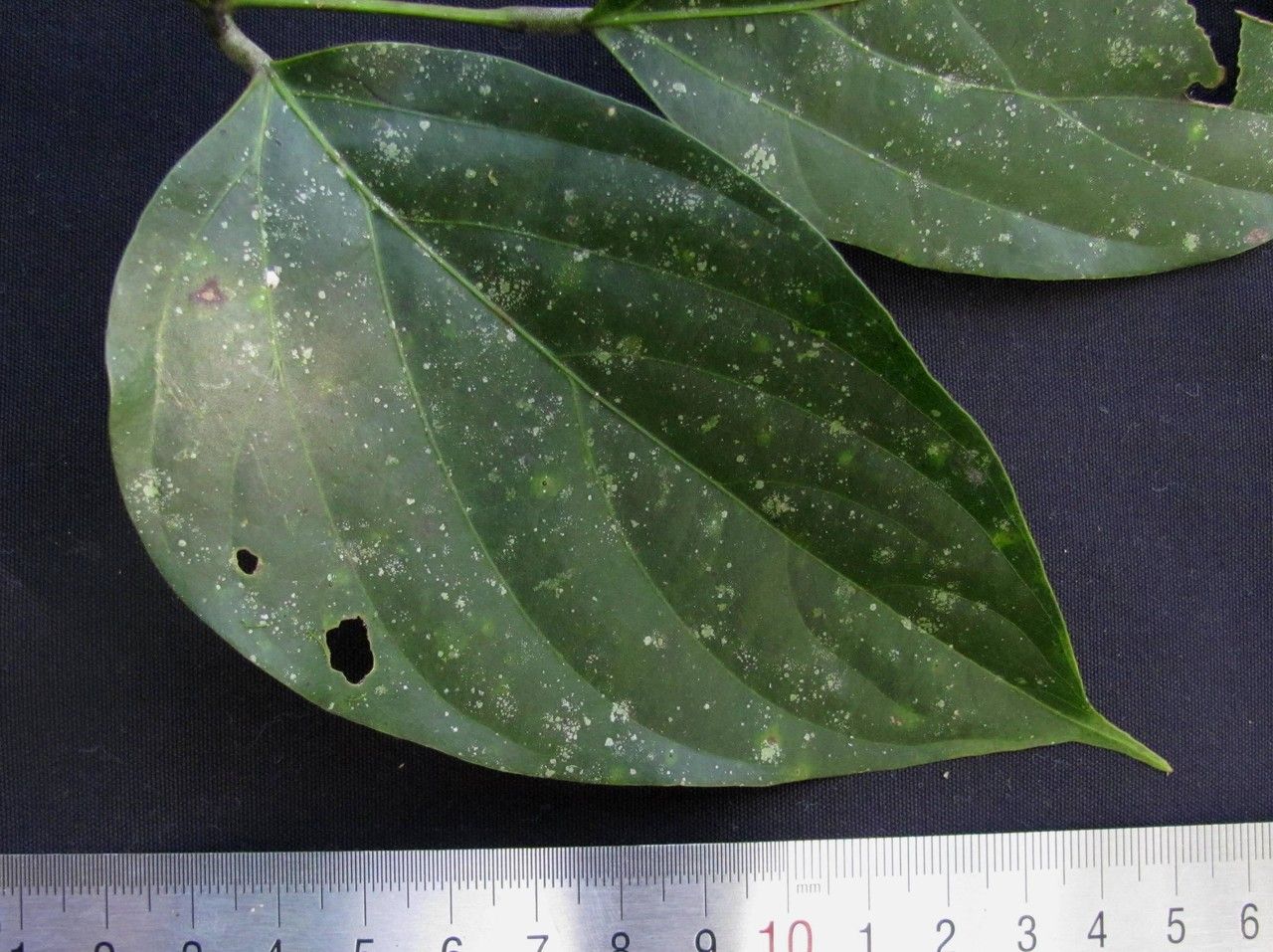 Mucuna globulifera leaf