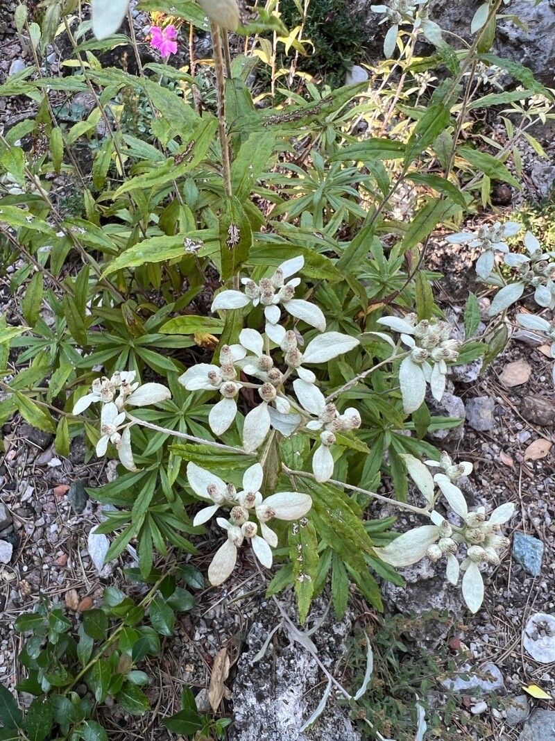 Leontopodium japonicum flower
