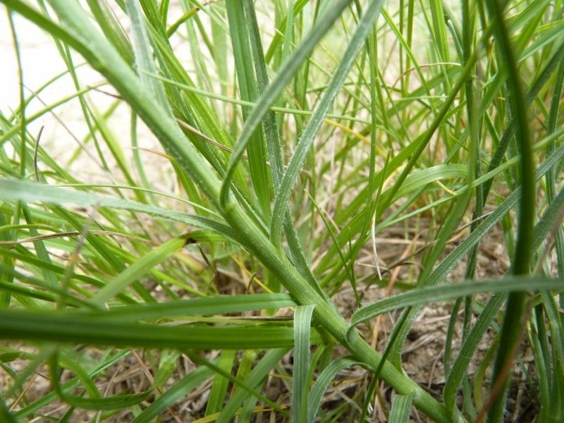 Scorzonera hirsuta bark