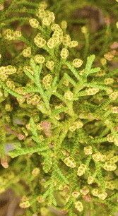 Hesperocyparis lusitanica flower