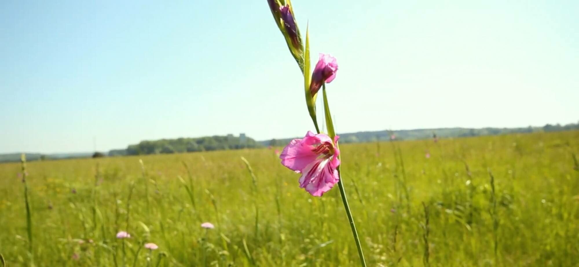 Gladiolus tenuis — search result for 'Gladiolus'