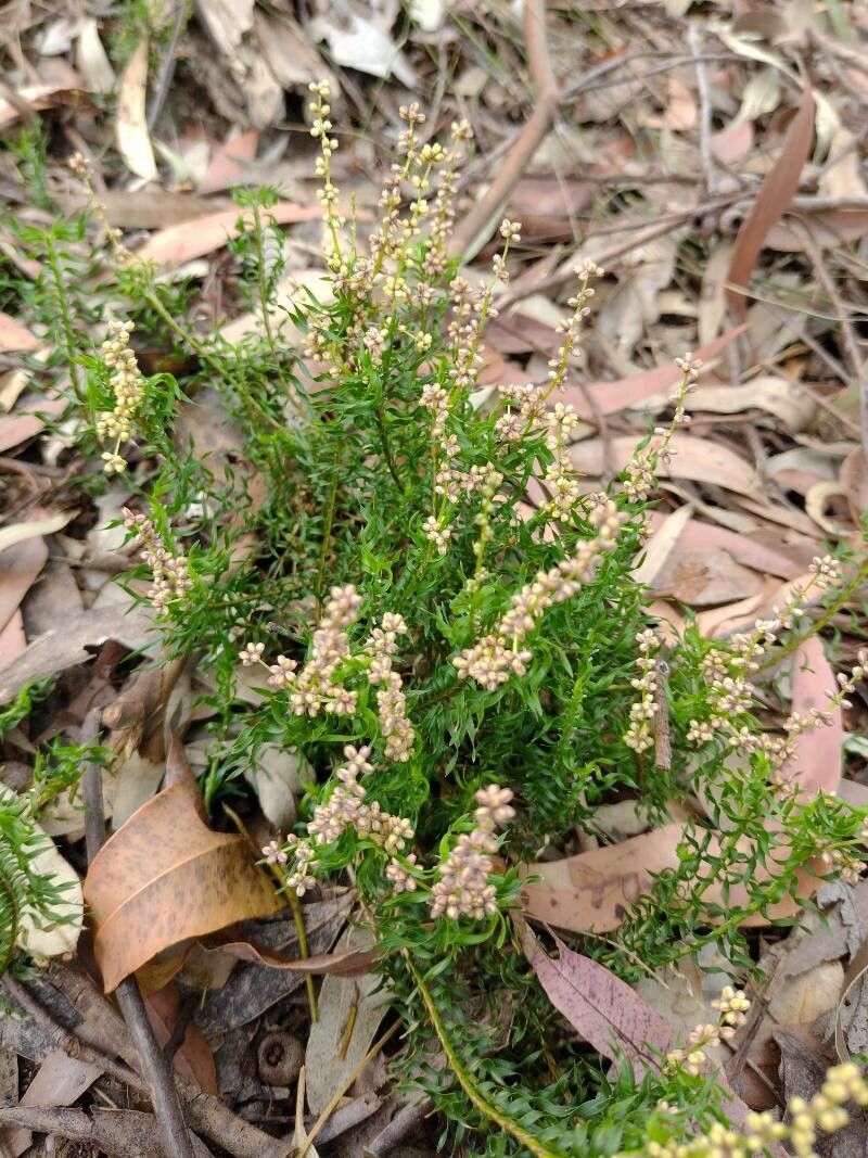 Lomandra obliqua habit