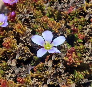 Veronica densifolia — houseplant care guide