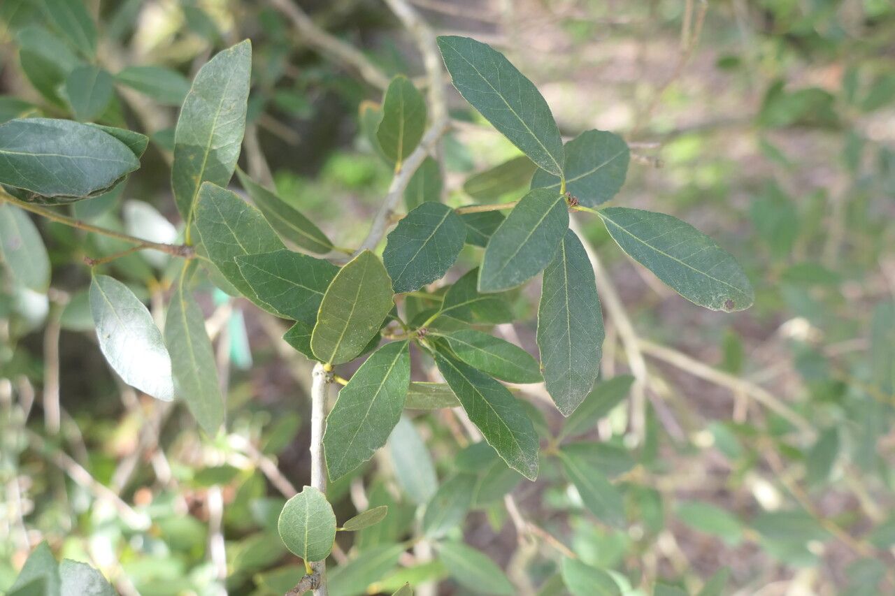 Quercus vacciniifolia — houseplant care guide