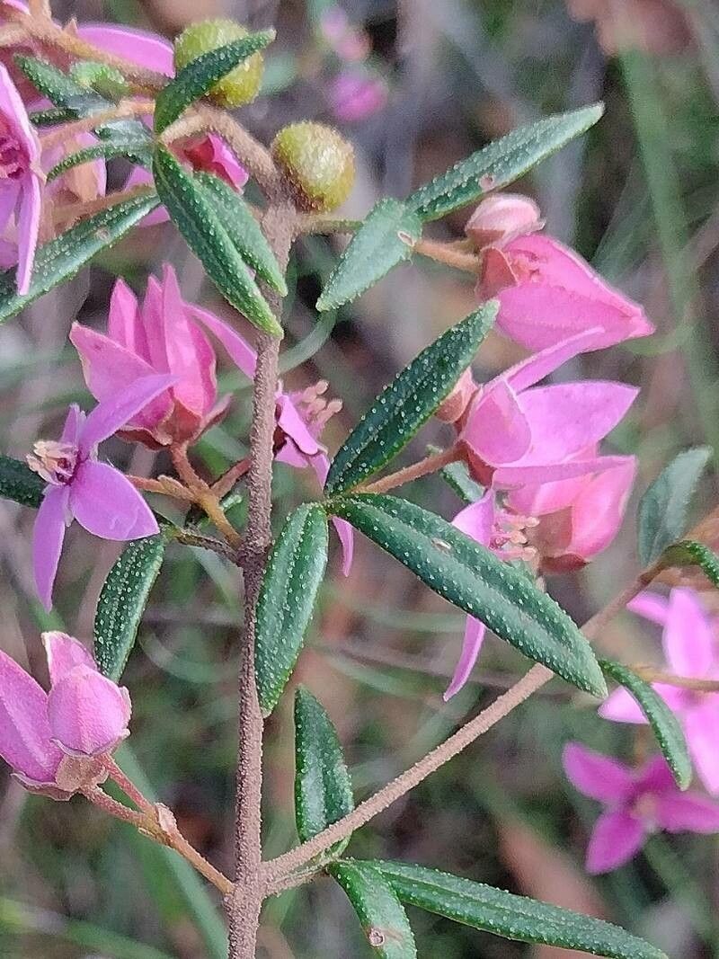 Boronia ledifolia — search result for 'Rutaceae'