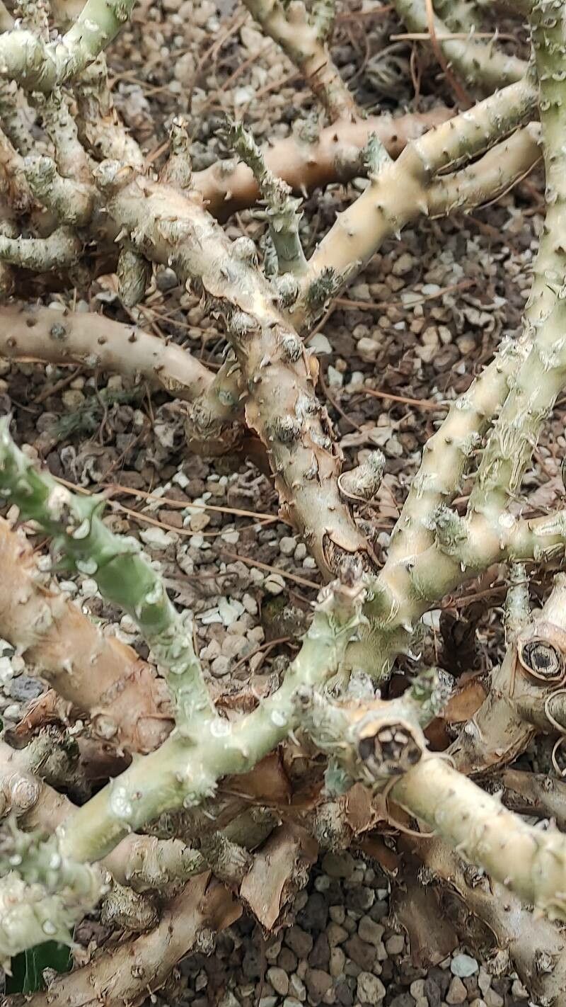Pelargonium echinatum bark
