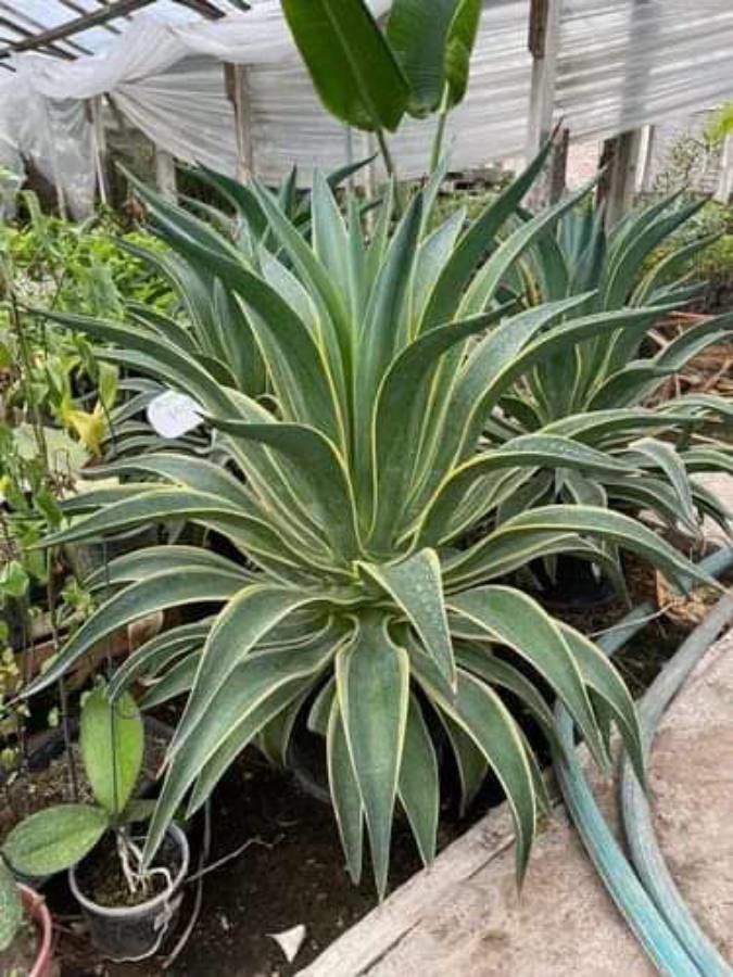 Agave demeesteriana fruit
