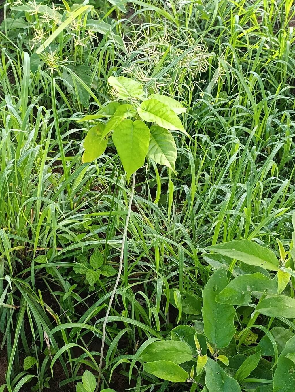 Croton megalocarpoides — houseplant care guide