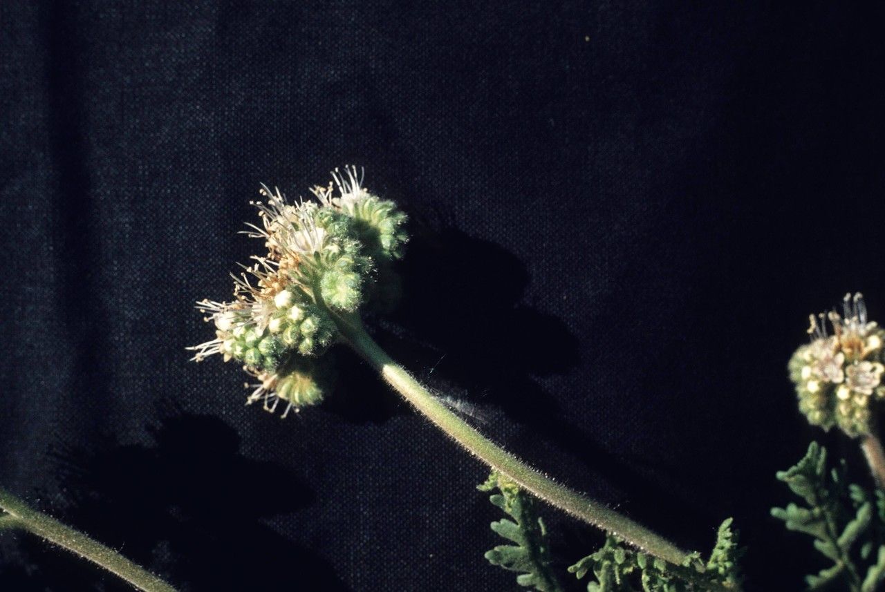 Phacelia neomexicana flower