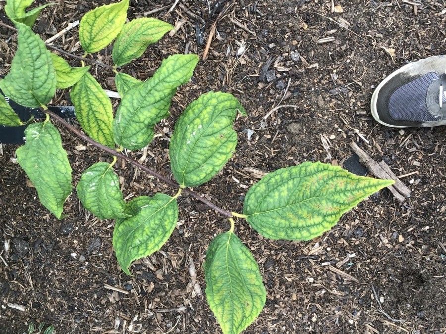 Philadelphus tenuifolius leaf