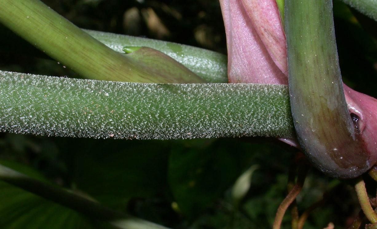 Philodendron brevispathum bark