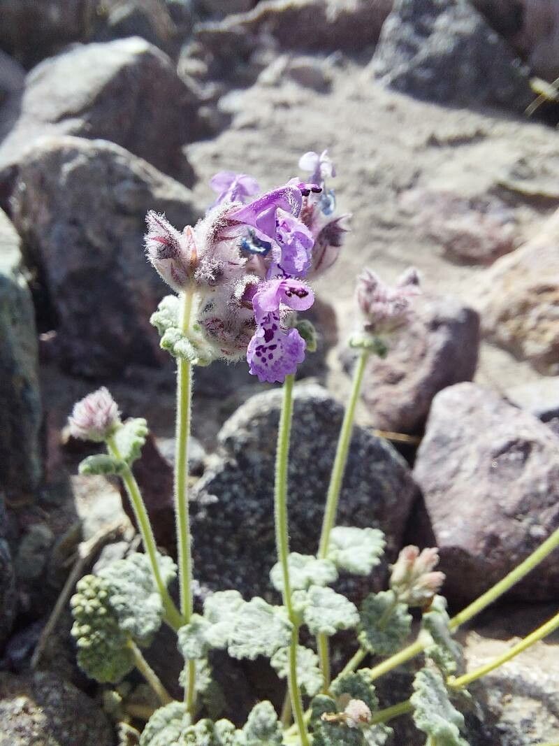 Nepeta floccosa flower