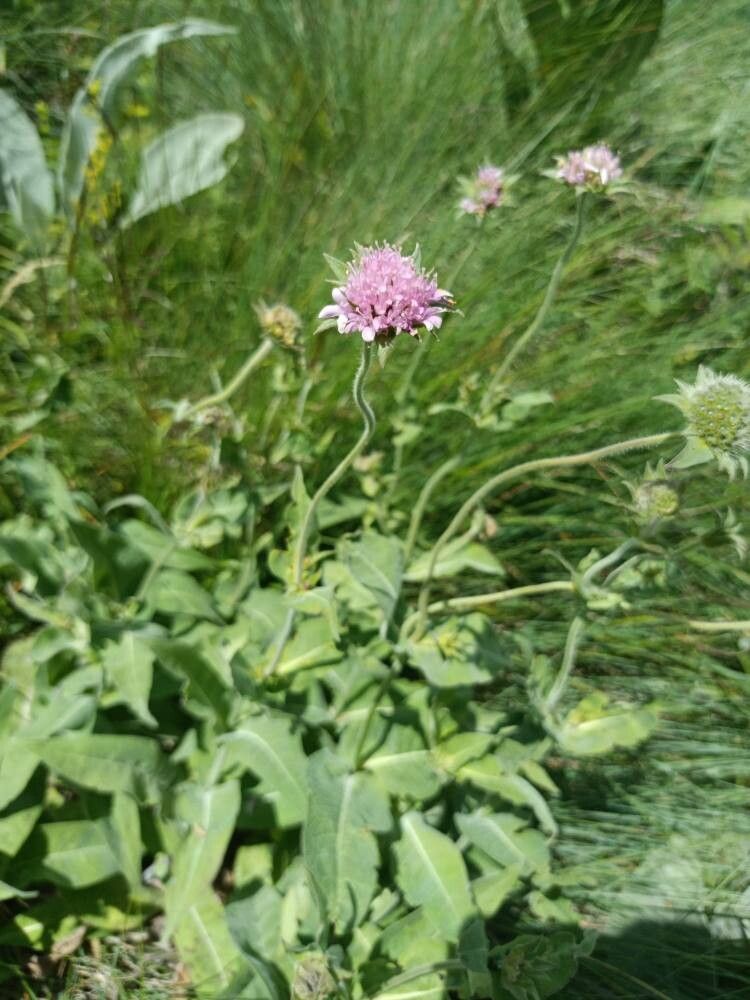 Knautia dinarica flower