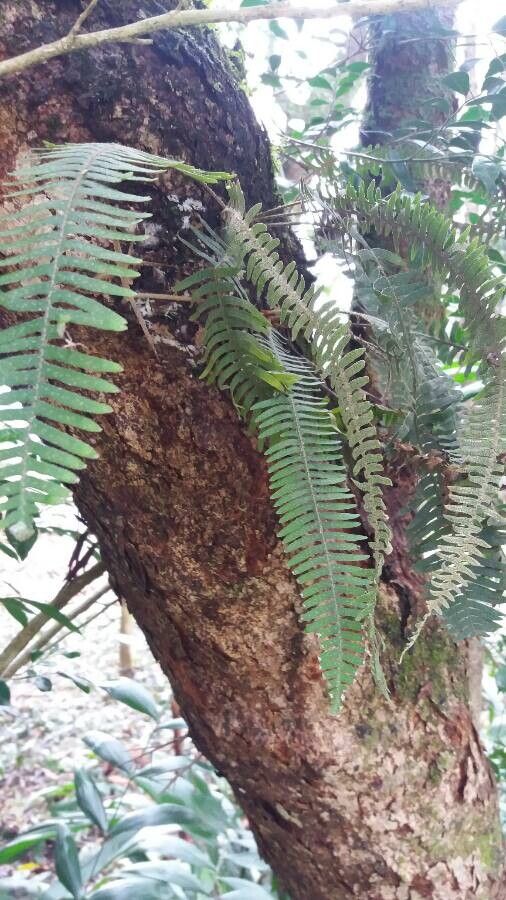 Serpocaulon loriciforme — search result for 'Serpocaulon'