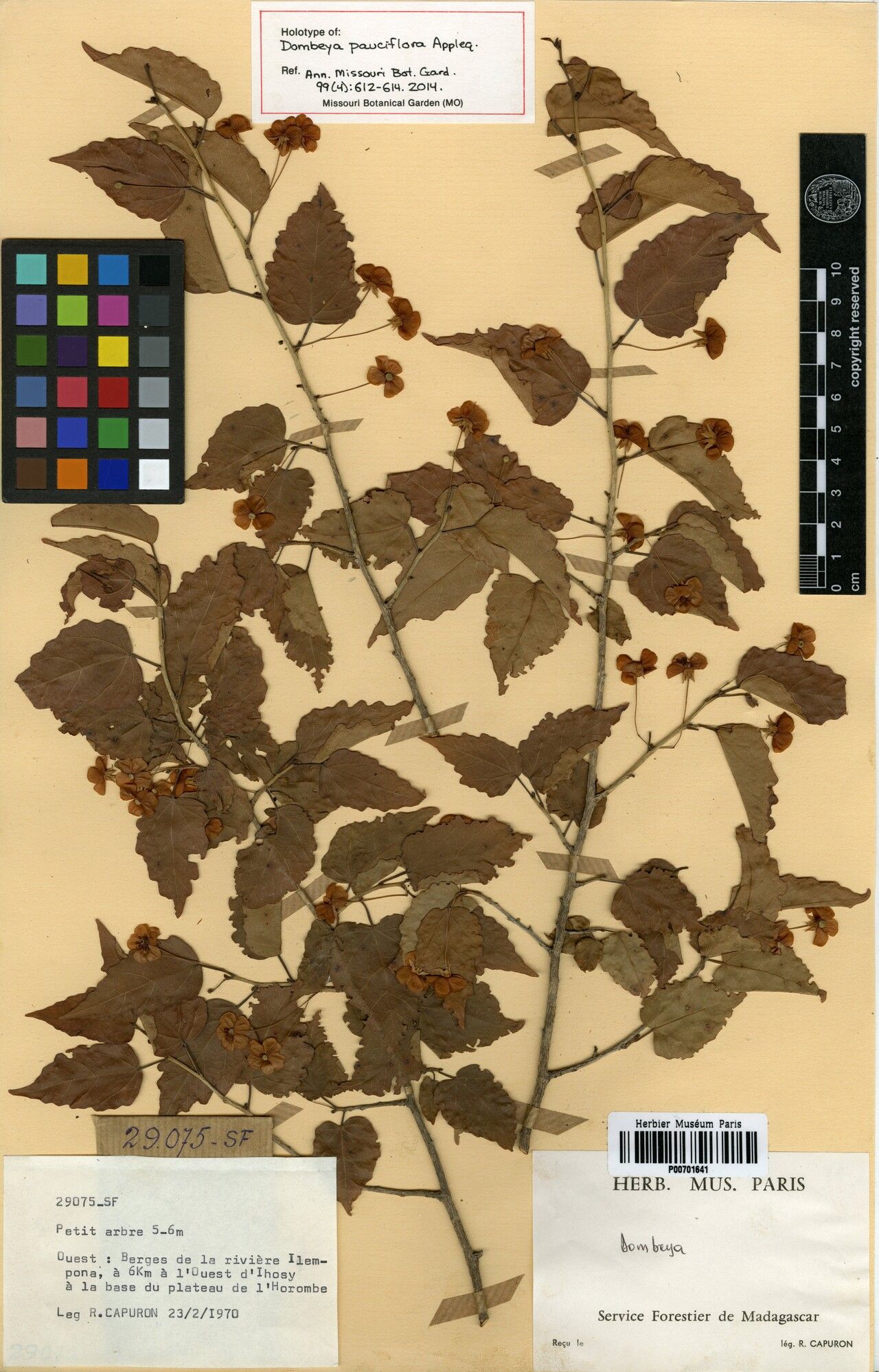 Dombeya pauciflora — houseplant care guide