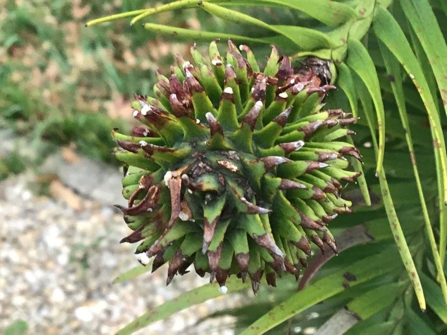 Wollemia nobilis fruit