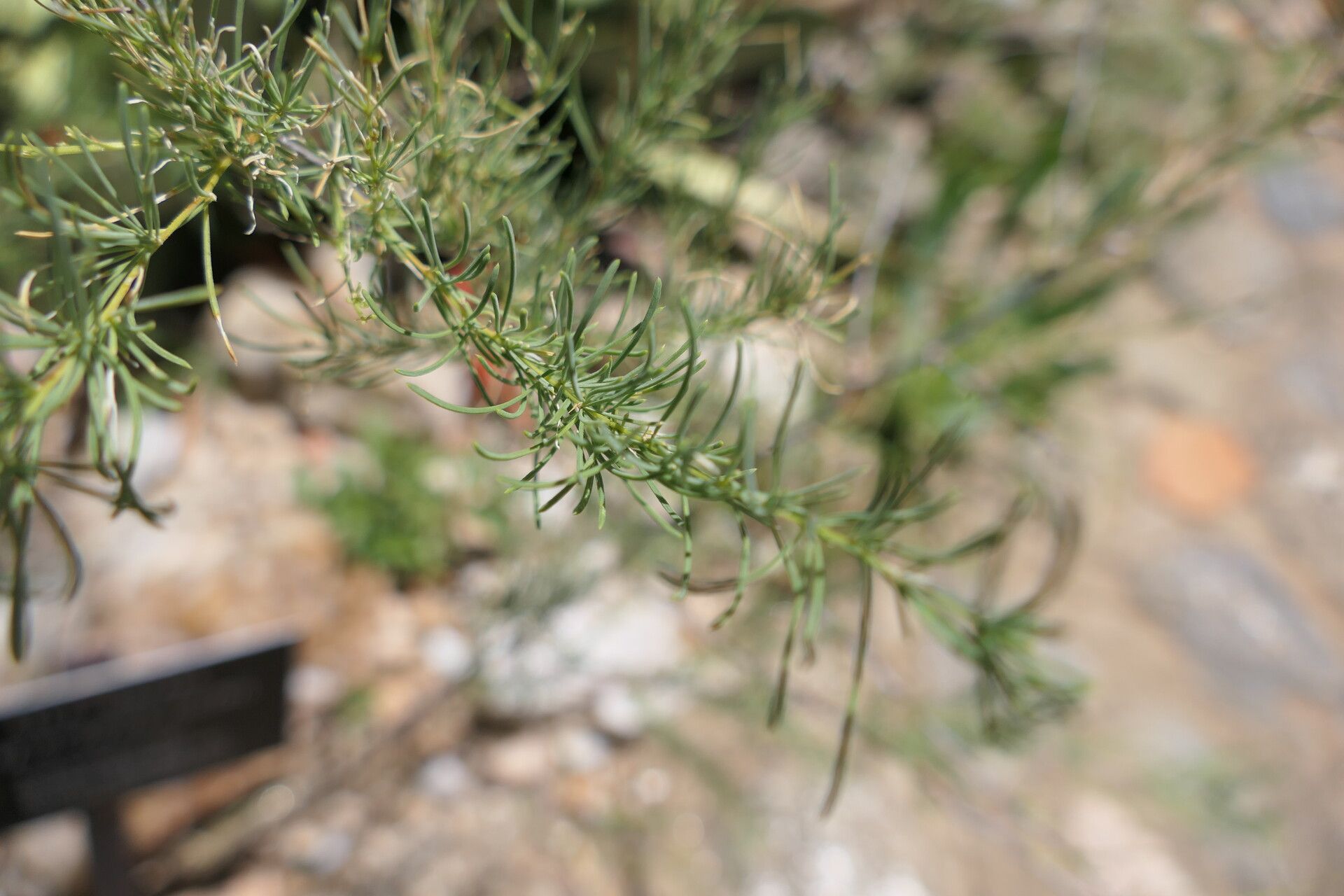 Asparagus nelsii — houseplant care guide