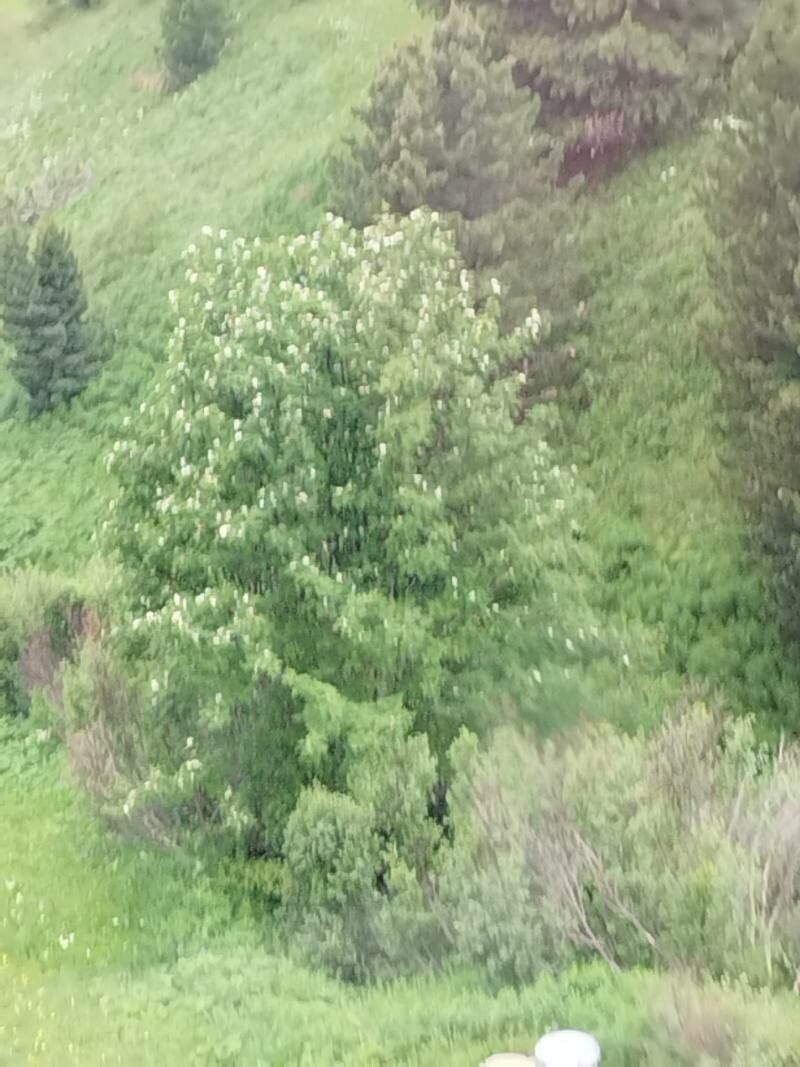 Fraxinus cuspidata — search result for 'Fraxinus'