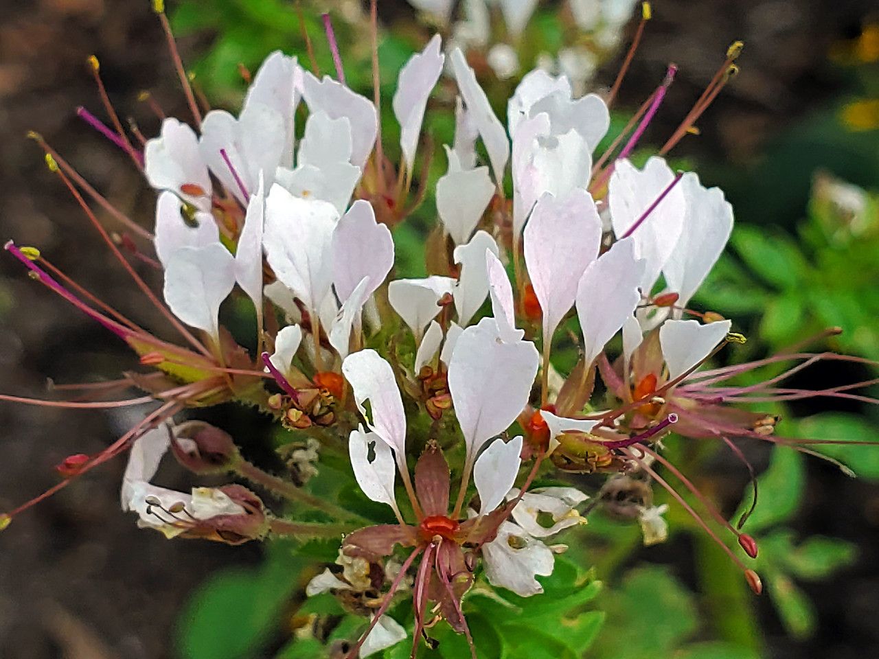 Polanisia dodecandra flower