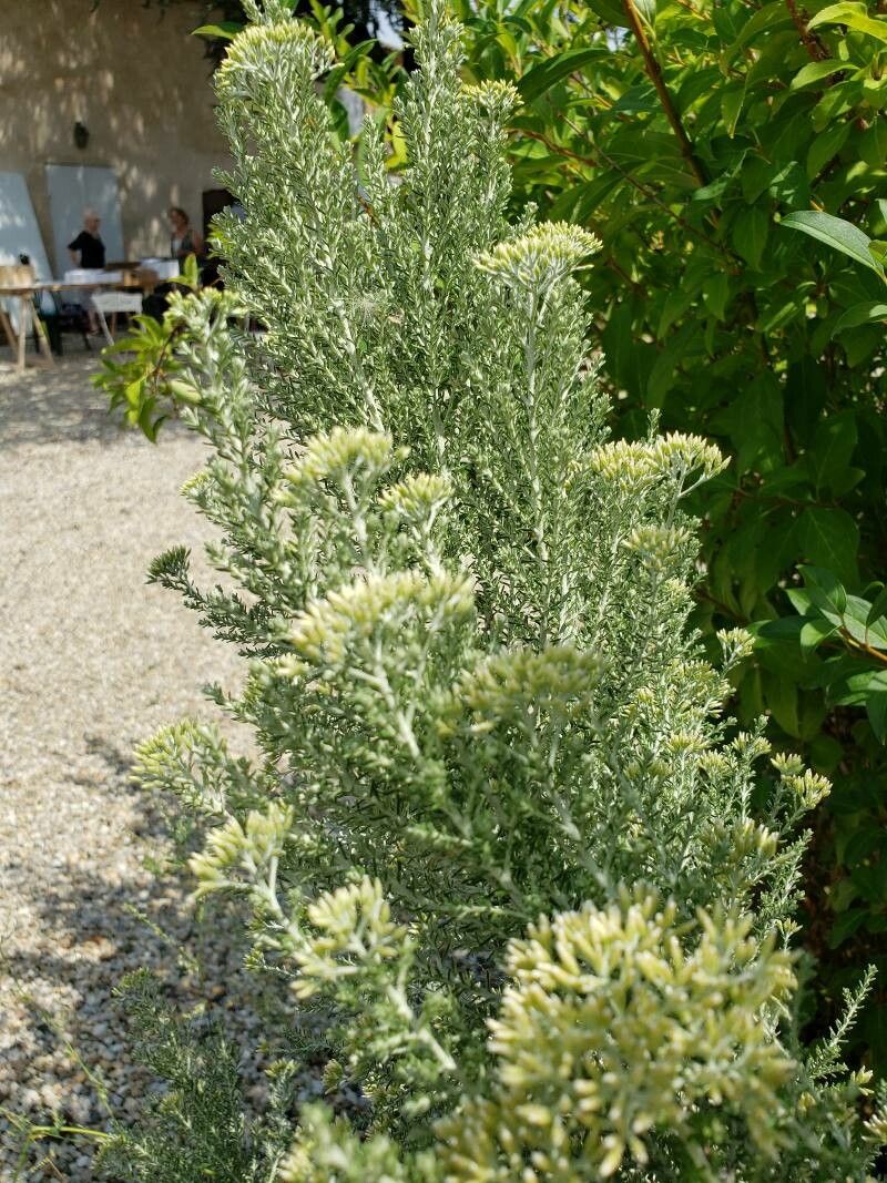 Ozothamnus cinereus leaf