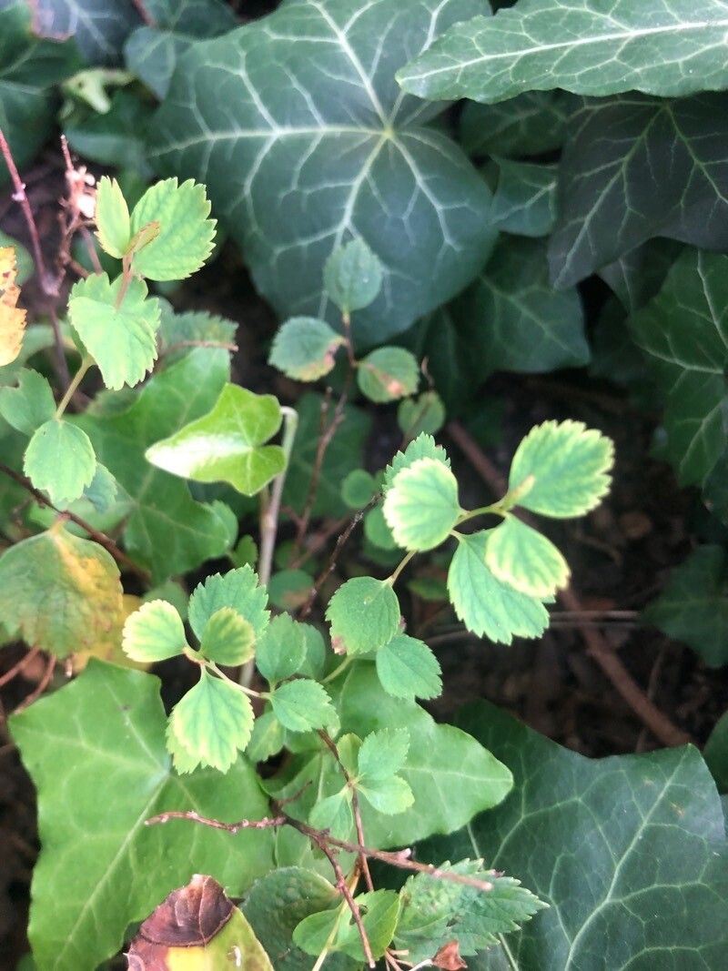 Spiraea morrisonicola — search result for 'Spiraea'