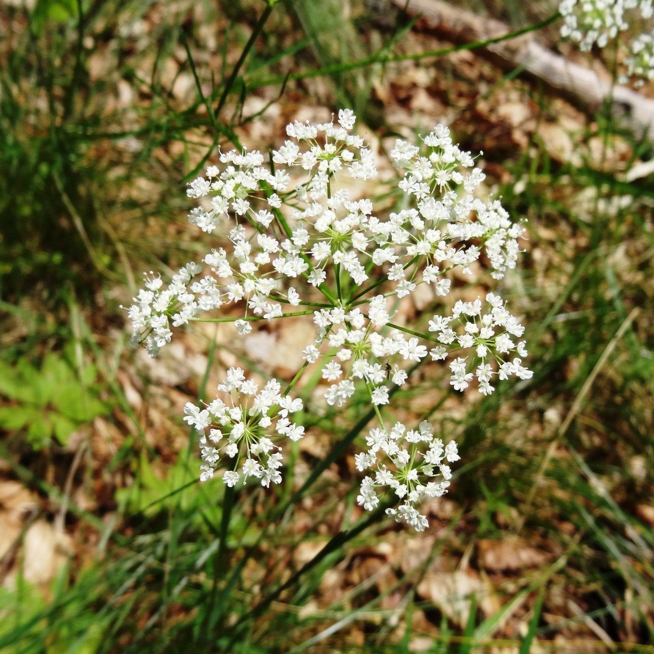 Conopodium majus flower