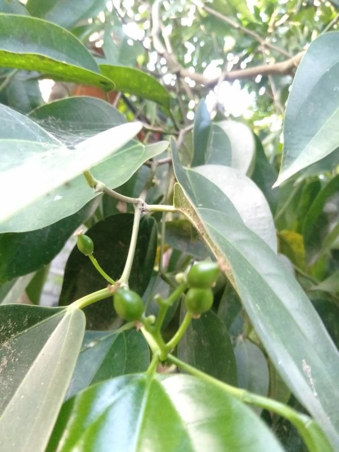 Celtis philippensis fruit