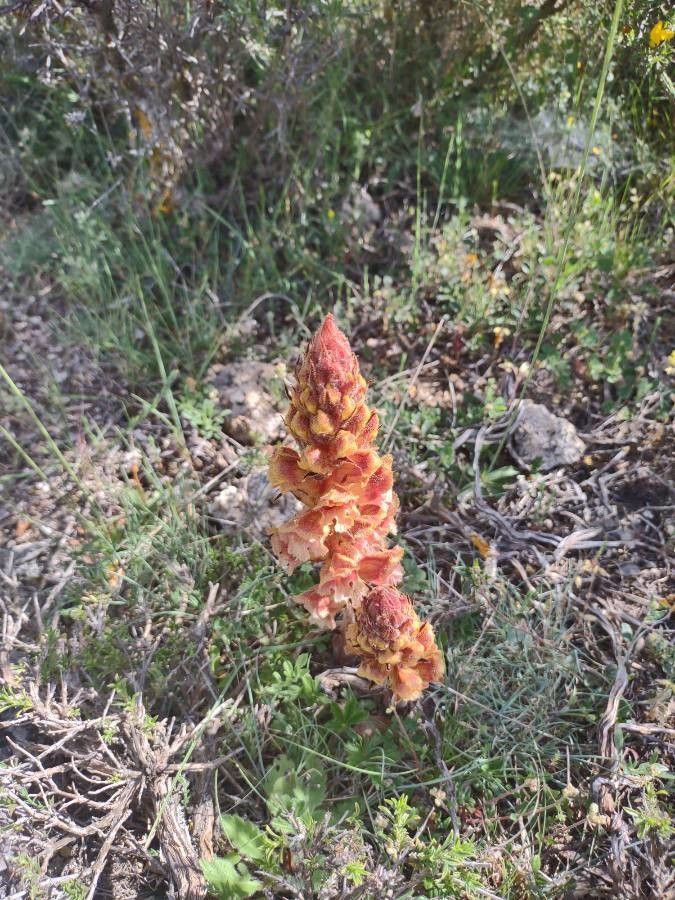 Orobanche gracilis — houseplant care guide