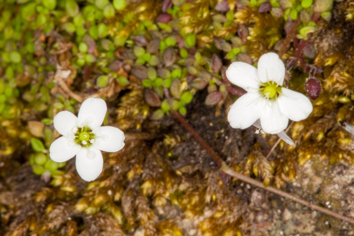 Arenaria balearica flower