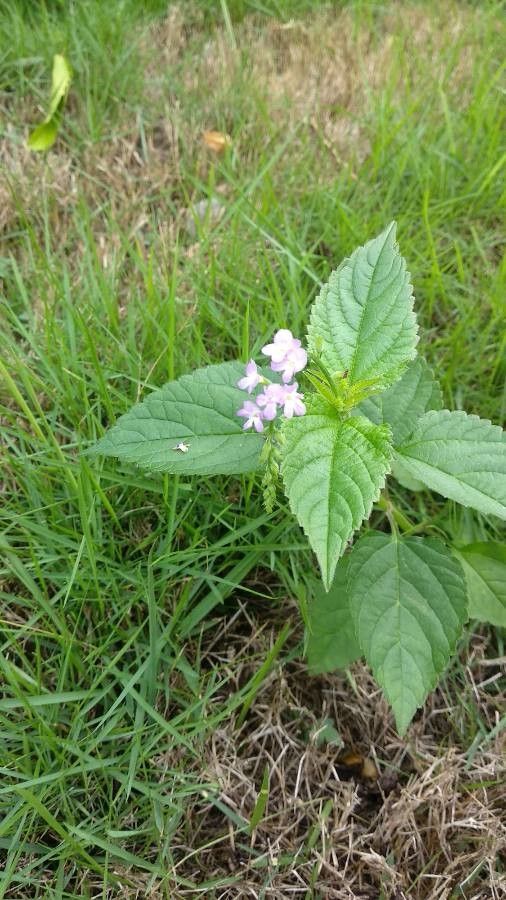 Priva lappulacea flower