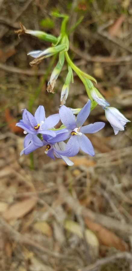 Thelymitra media — houseplant care guide