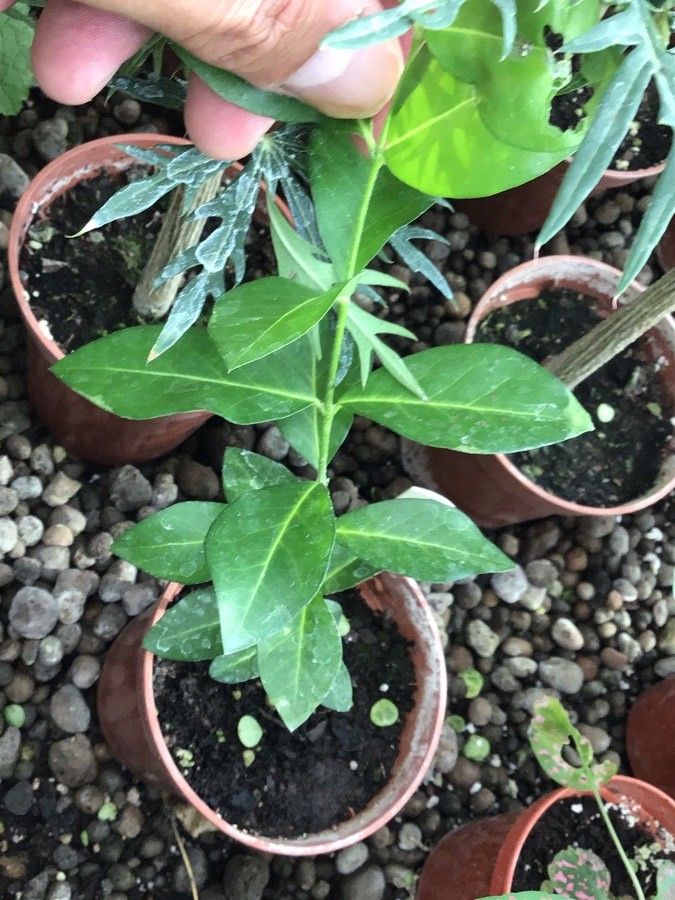 Malpighia glabra — search result for 'northern South America'