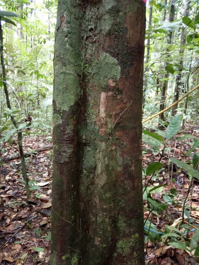 Tapura capitulifera bark
