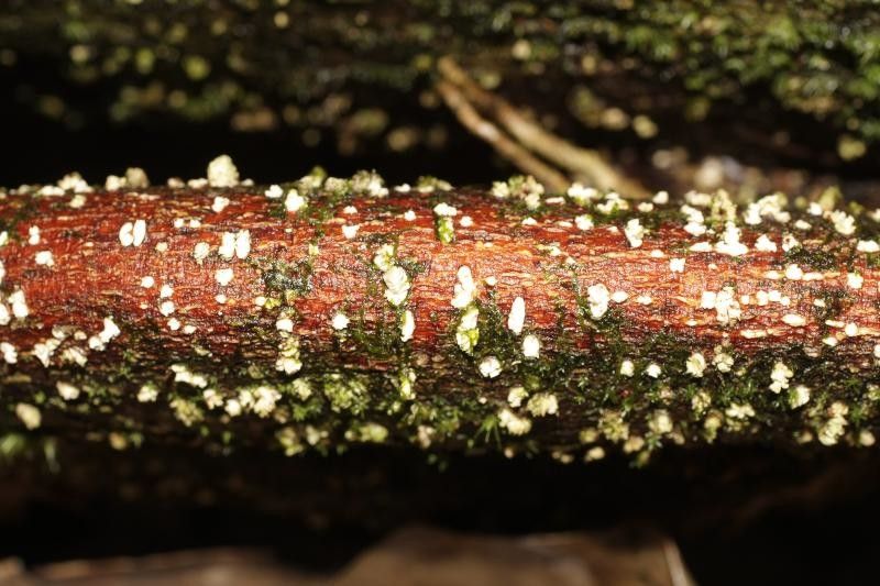 Balizia pedicellaris other