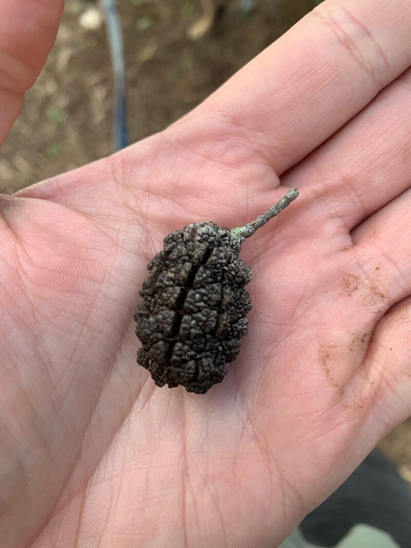 Allocasuarina torulosa fruit