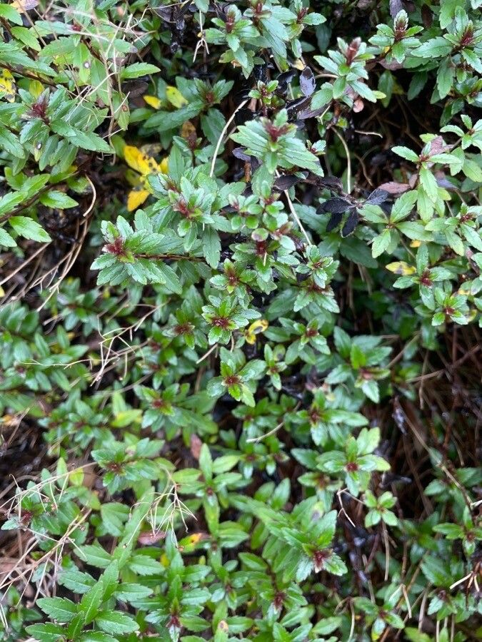 Parahebe catarractae leaf